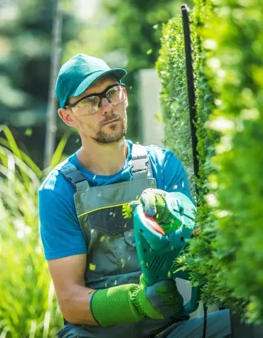 yuri | gardener trimming thujas 2023 11 27 05 18 48 utc