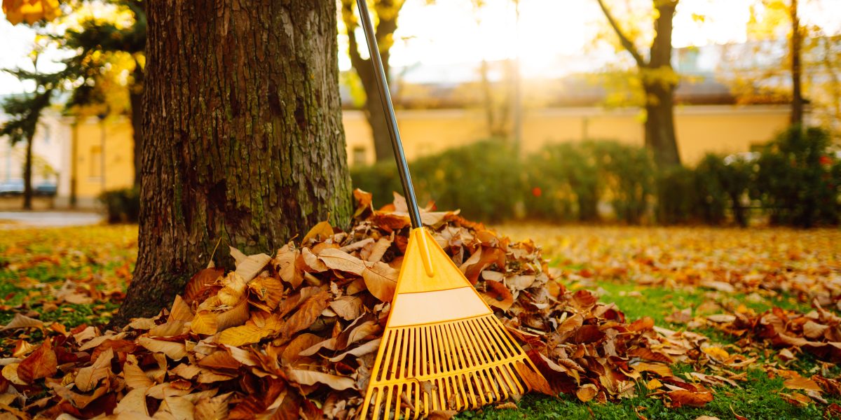 seasonal cleanup | pile of fall leaves with fan rake on lawn 2024 09 26 21 32 02 utc