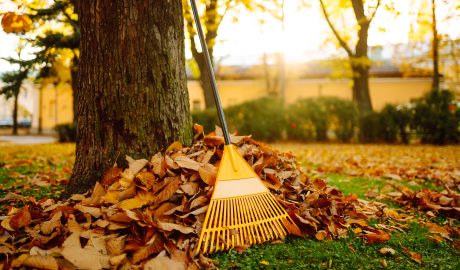 service | pile of fall leaves with fan rake on lawn 2024 09 26 21 32 02 utc