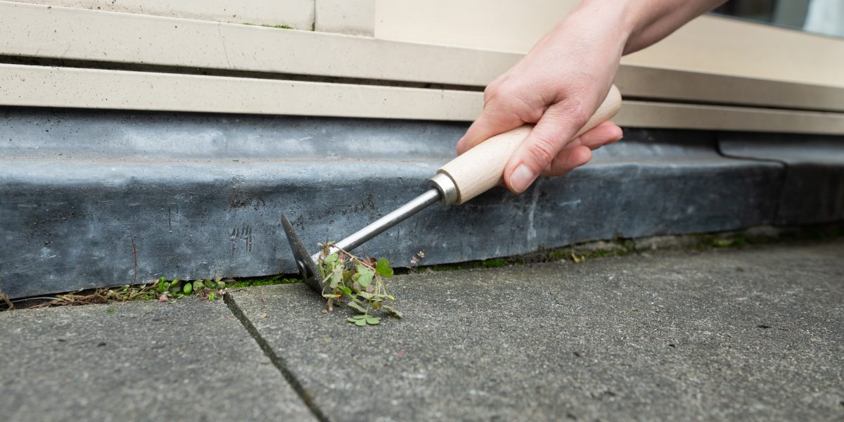 weed control | hand weeding pavement with garden tool 2024 02 09 04 25 01 utc